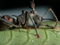 Grupa naukowców pod kierunkiem prof. Davida Hughesa opublikowała wyniki 
badań, z których wynika, że… mrówkom pomaga grzyb pasożytniczy drugiego 
stopnia, dla którego grzyb Ophiocordyceps unilateralis, sterujący 
zachowaniem mrówek jest żywicielem. Fot. Penn State, źródło: 
https://www.flickr.com/photos/pennstatelive/7135958337/in/photolist-duKHs6-bSzDNr,
 dostęp: 04.11.14.